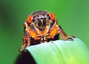close up of cicada