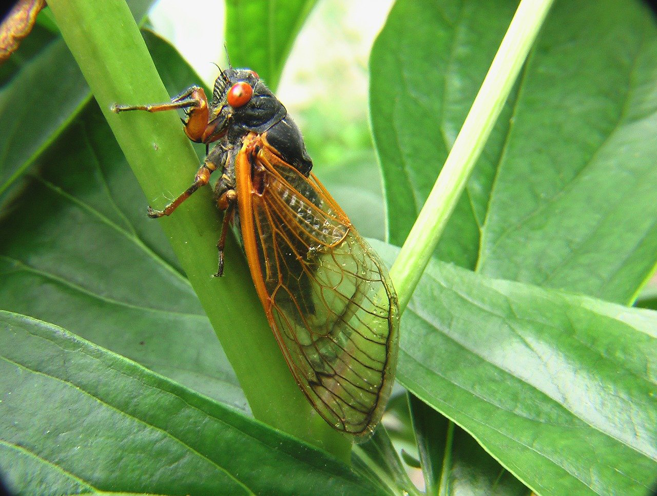 cicada on leaf
