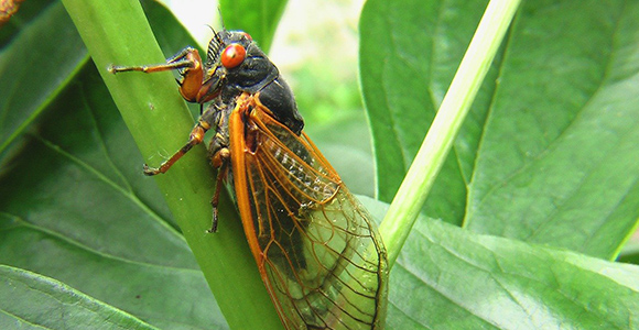 cicada on tree