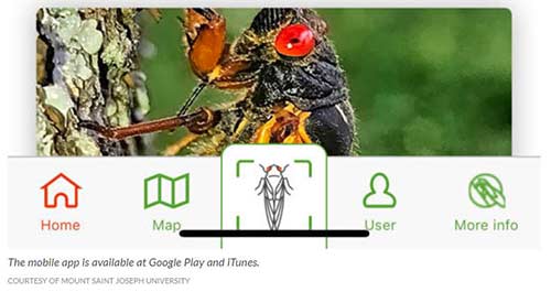 Cicada-Safari-2.jpg