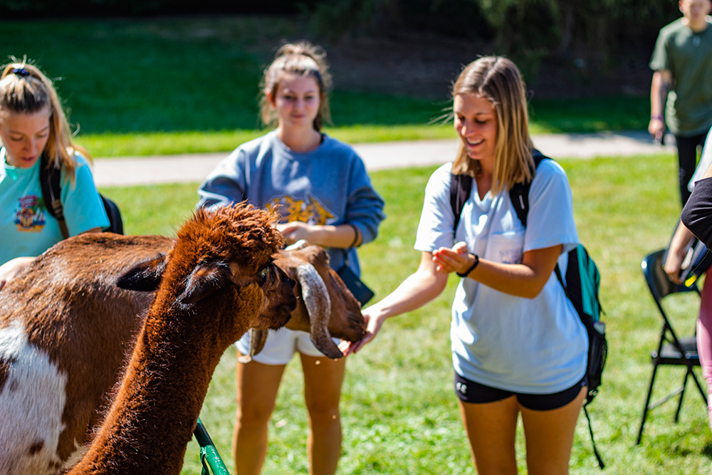 female student petting llama.